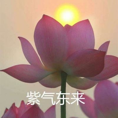 母鸡也疯狂游戏下载