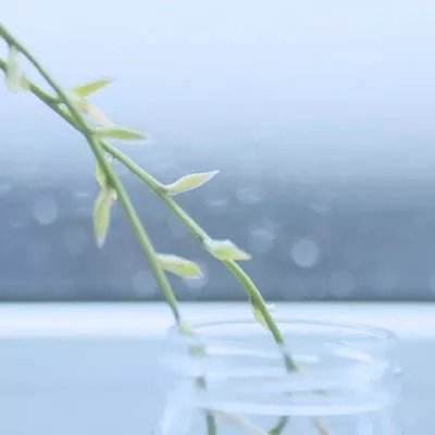 梦想仙侠2oppo客户端下载